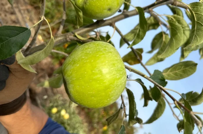 Продам саджанці плодових дерев та кущів, а також декоративних рослин- фото № 18