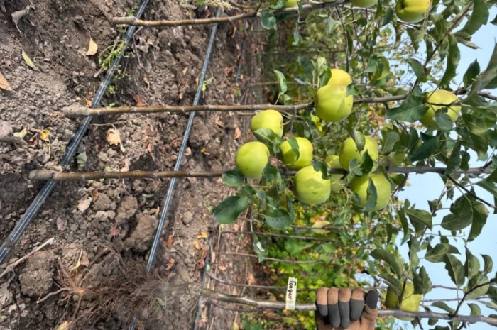 Продам саджанці плодових дерев та кущів, а також декоративних рослин- фото № 16