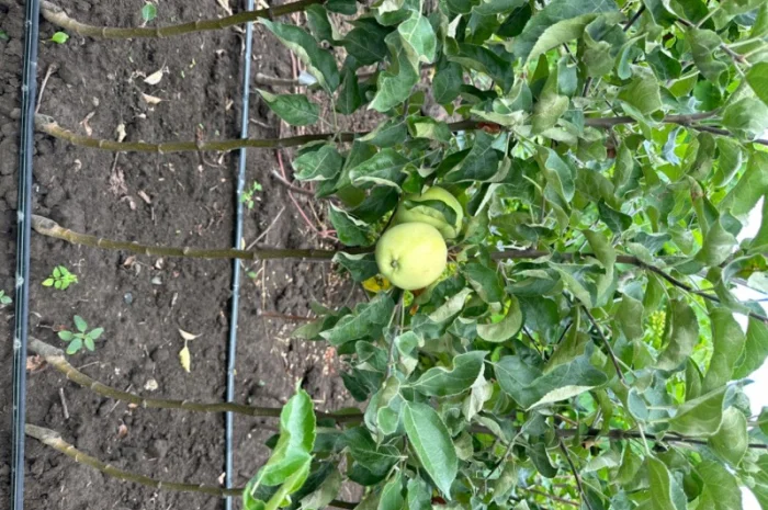 Продам саджанці плодових дерев та кущів, а також декоративних рослин- фото № 14