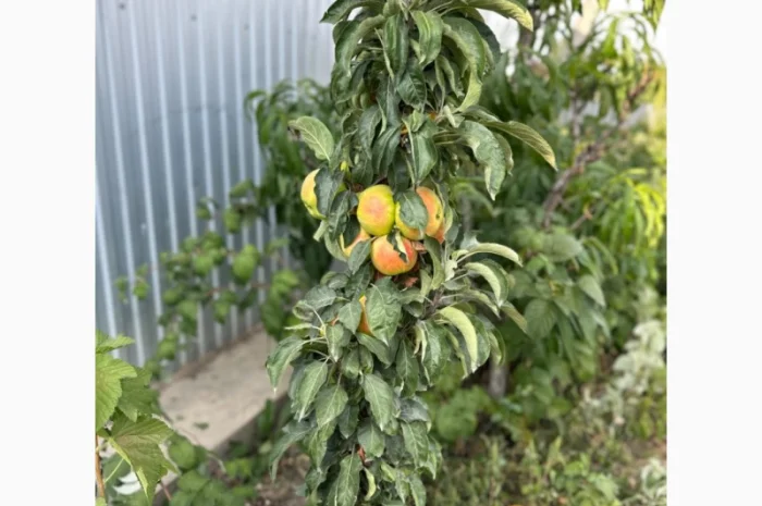 Продам саджанці плодових дерев та кущів, а також декоративних рослин- фото № 13