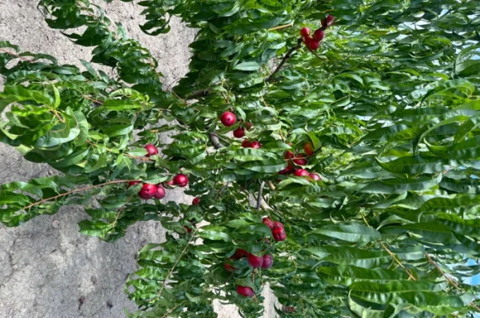 Продам саджанці плодових дерев та кущів, а також декоративних рослин- фото № 12