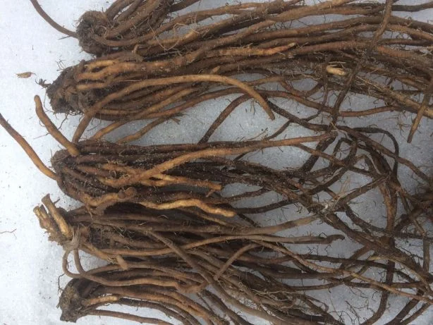 Спаржа саджанці гібриди продам аспарагус- фото № 1