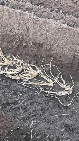 Спаржа саджанці гібриди продам аспарагус- фото № 2