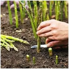 Спаржа саджанці гібриди продам аспарагус- фото № 3