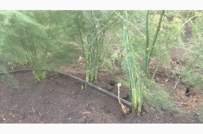 Спаржа саджанці гібриди продам аспарагус- фото № 4