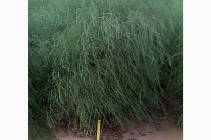 Спаржа саджанці гібриди продам аспарагус- фото № 5