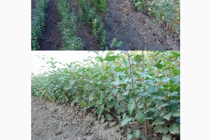 АЛИЧА, ГРУША підщепа, саджанці плодових дерев Летичівського плодорозсадника- фото № 1