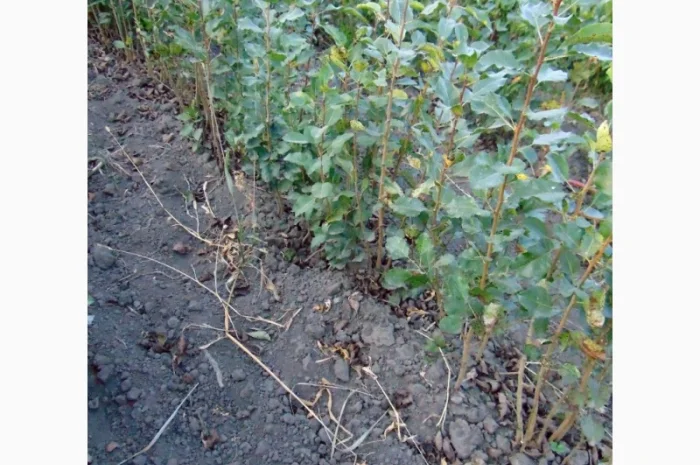 АЛИЧА, ГРУША підщепа, саджанці плодових дерев Летичівського плодорозсадника- фото № 18