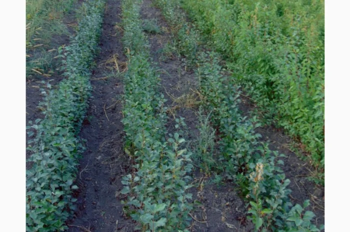 АЛИЧА, ГРУША підщепа, саджанці плодових дерев Летичівського плодорозсадника- фото № 17