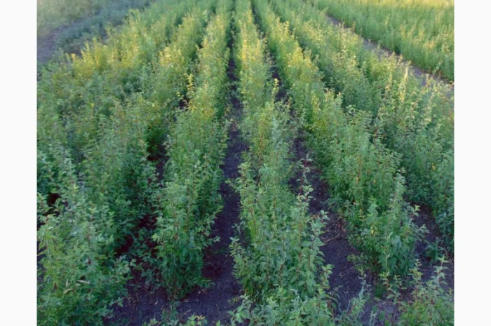 АЛИЧА, ГРУША підщепа, саджанці плодових дерев Летичівського плодорозсадника- фото № 16