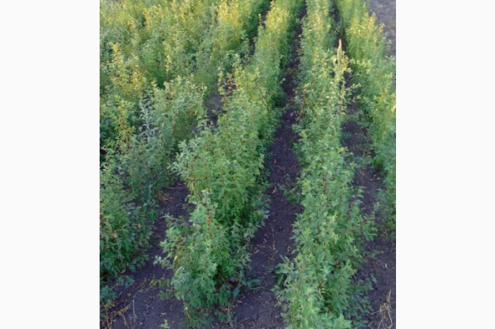 АЛИЧА, ГРУША підщепа, саджанці плодових дерев Летичівського плодорозсадника- фото № 15