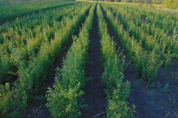 АЛИЧА, ГРУША підщепа, саджанці плодових дерев Летичівського плодорозсадника- фото № 13