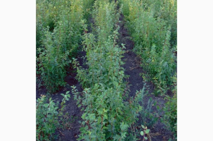 АЛИЧА, ГРУША підщепа, саджанці плодових дерев Летичівського плодорозсадника- фото № 12