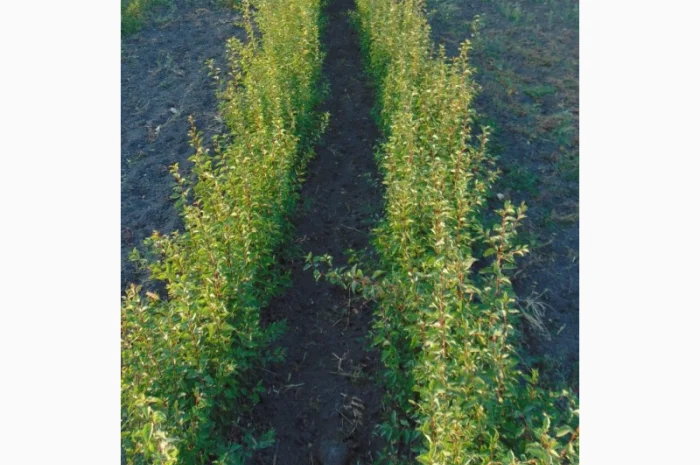 АЛИЧА, ГРУША підщепа, саджанці плодових дерев Летичівського плодорозсадника- фото № 2