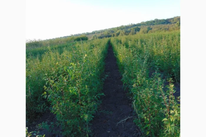 АЛИЧА, ГРУША підщепа, саджанці плодових дерев Летичівського плодорозсадника- фото № 11