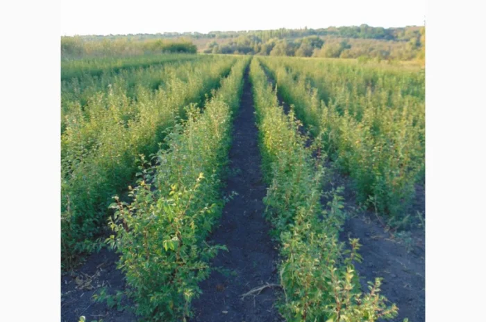 АЛИЧА, ГРУША підщепа, саджанці плодових дерев Летичівського плодорозсадника- фото № 10