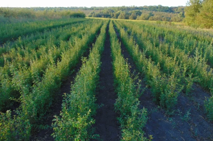 АЛИЧА, ГРУША підщепа, саджанці плодових дерев Летичівського плодорозсадника- фото № 9