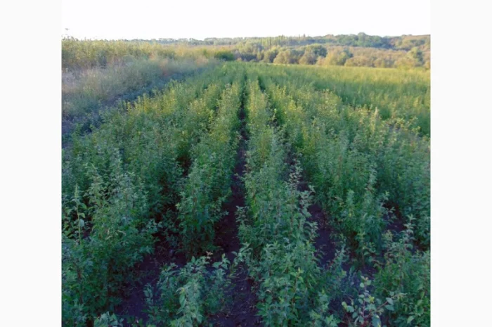 АЛИЧА, ГРУША підщепа, саджанці плодових дерев Летичівського плодорозсадника- фото № 8