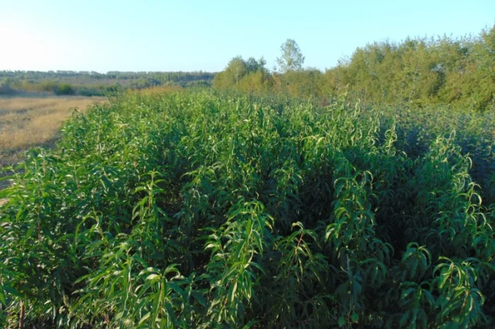 АЛИЧА, ГРУША підщепа, саджанці плодових дерев Летичівського плодорозсадника- фото № 7