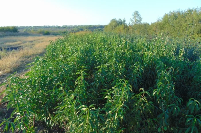 АЛИЧА, ГРУША підщепа, саджанці плодових дерев Летичівського плодорозсадника- фото № 6