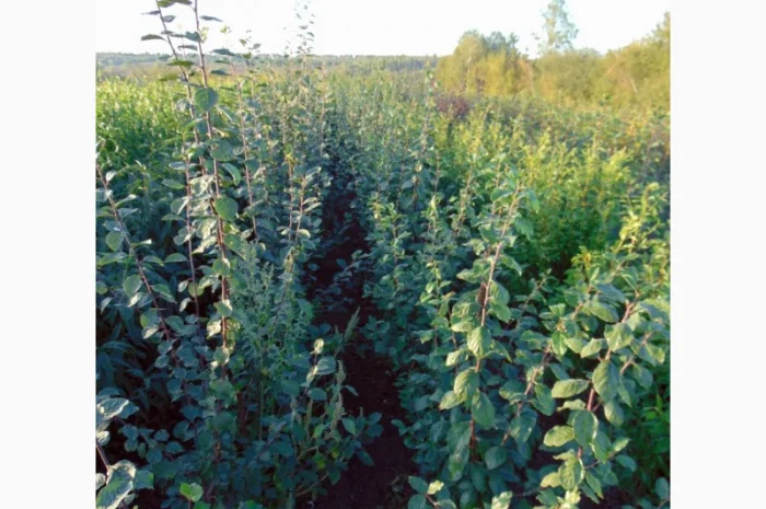 АЛИЧА, ГРУША підщепа, саджанці плодових дерев Летичівського плодорозсадника- фото № 4
