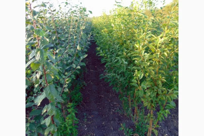 АЛИЧА, ГРУША підщепа, саджанці плодових дерев Летичівського плодорозсадника- фото № 3