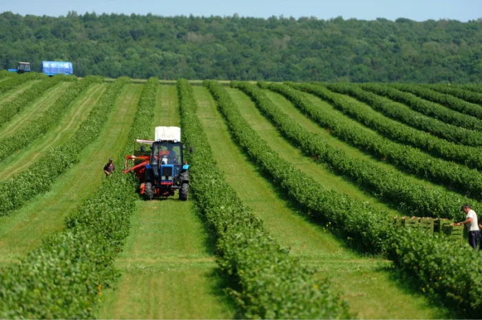 Живці, саджанці, ягоди чорної смородини- фото № 1