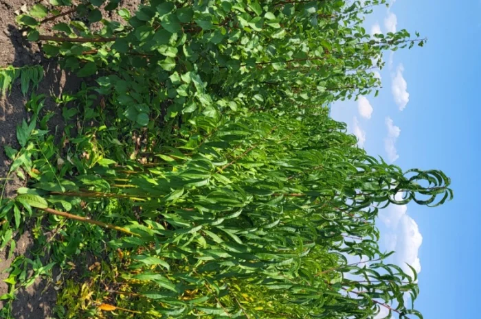 Продам саджанці персика та абрикоса, є багато нових, сортів- фото № 1