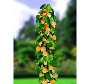 Набор колоновидных деревьев 6 шт.(персик, абрикос, яблоня, груша, слива, вишня)- фото № 4