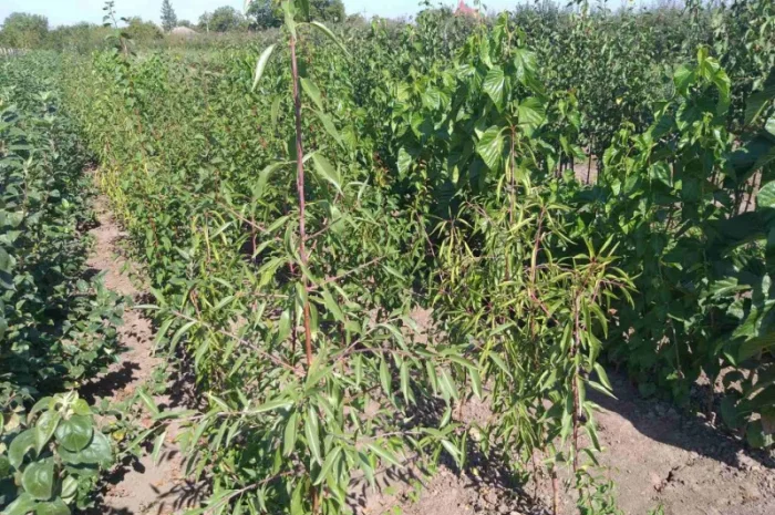 Мигдаль щеплений- фото № 2