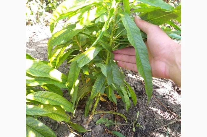 Саженцы колоновидных деревьев- фото № 1