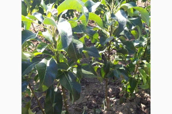 Саженцы колоновидных деревьев- фото № 2