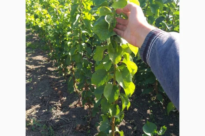 Саженцы колоновидных деревьев- фото № 4