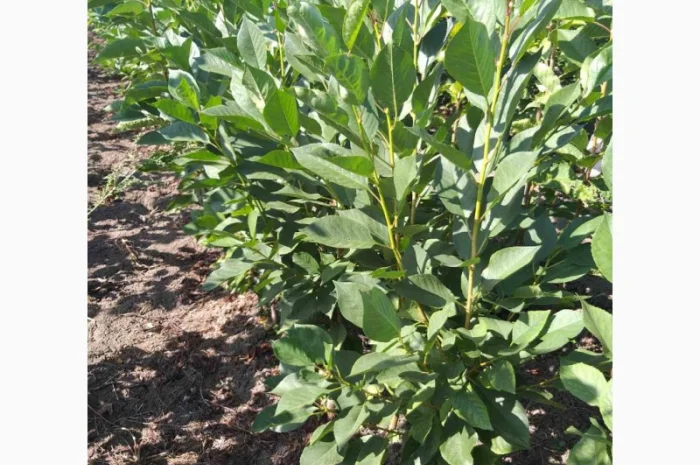 Саженцы колоновидных деревьев- фото № 5