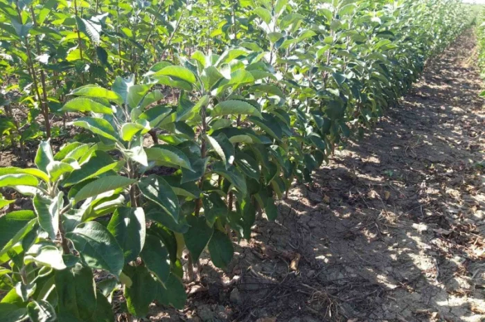 Саженцы колоновидных деревьев- фото № 6