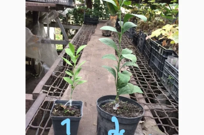 Саженцы привитого мандарина- фото № 1