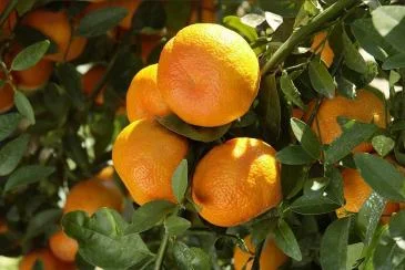 Саженцы привитого мандарина- фото № 2