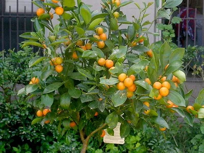 Кумкват саженец 2 года- фото № 1