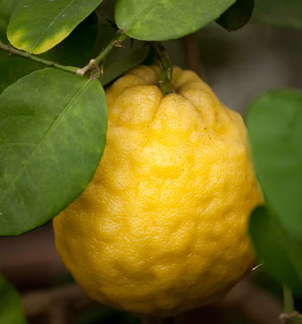 Саженцы лимона сорта Пандероза 1лет, Мейер 2хлет и Павловский 2 лет- фото № 1