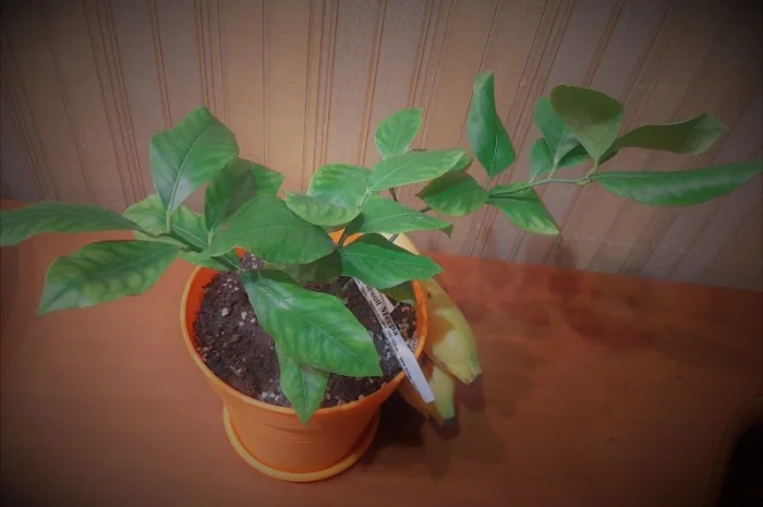 Саженцы лимона сорта Пандероза 1лет, Мейер 2хлет и Павловский 2 лет- фото № 2