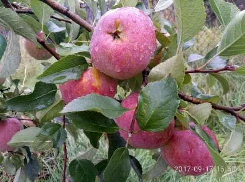 Яблуні, груші, сливи- фото № 1