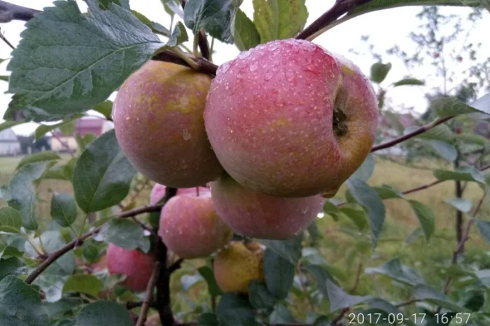 Яблуні, груші, сливи- фото № 2