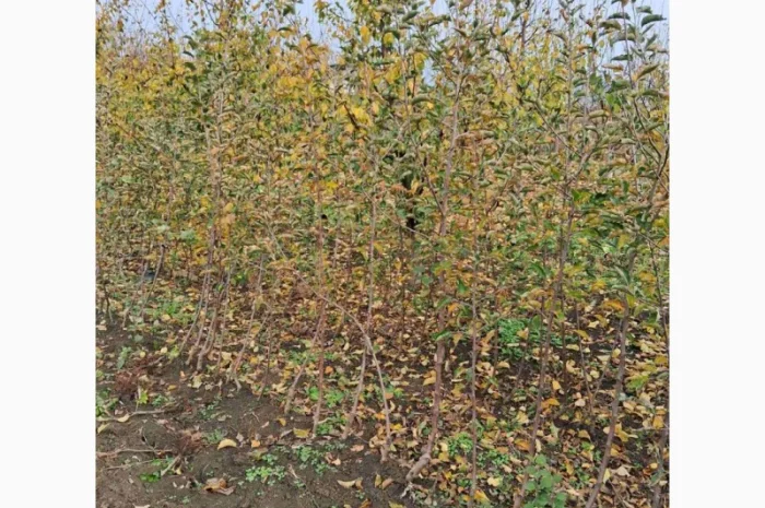 Продам саджанці яблука, груші, горіха- фото № 2