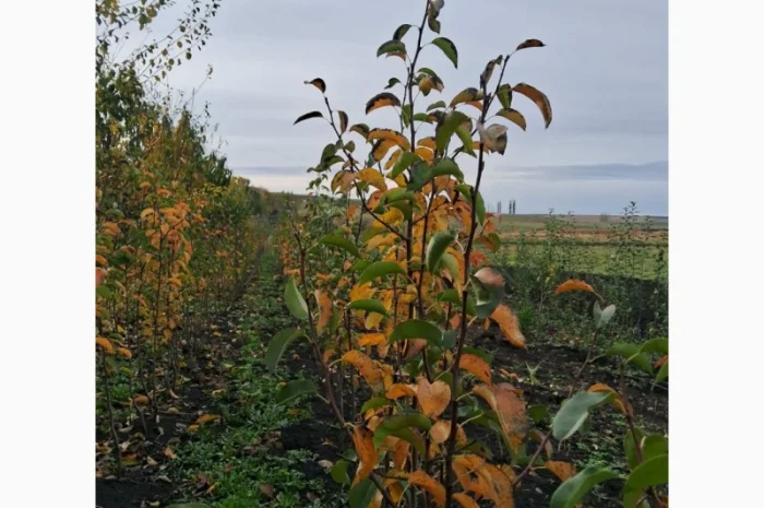 Продам саджанці яблука, груші, горіха- фото № 3