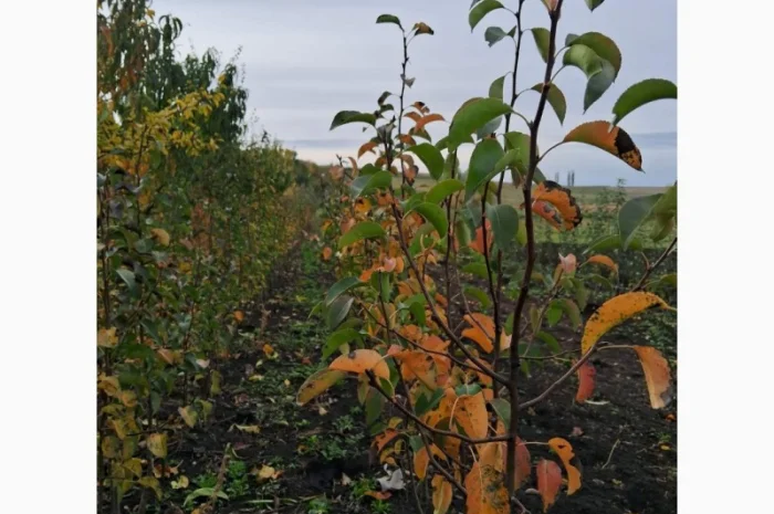 Продам саджанці яблука, груші, горіха- фото № 4