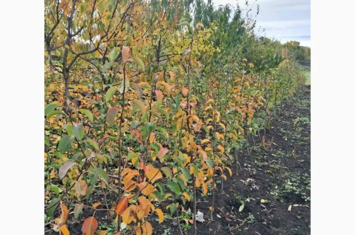 Продам саджанці яблука, груші, горіха- фото № 5