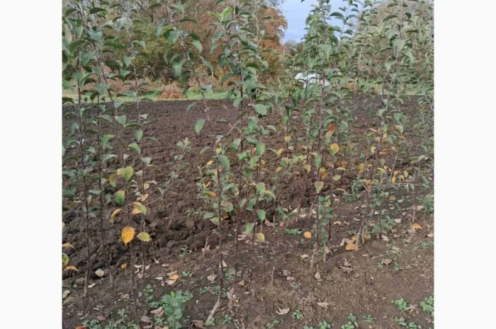 Продам саджанці яблука, груші, горіха- фото № 6