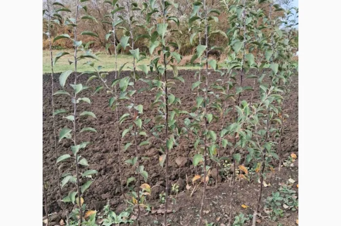 Продам саджанці яблука, груші, горіха- фото № 7