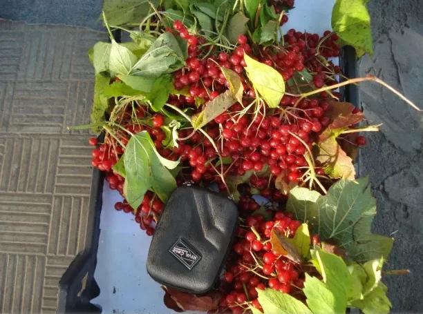 Саженцы калини великоплодной на продажу- фото № 2