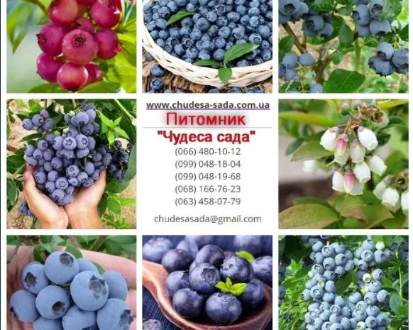 Саженцы Голубики (Черника) (Лохина) in vitro. Большой выбор сортов- фото № 1